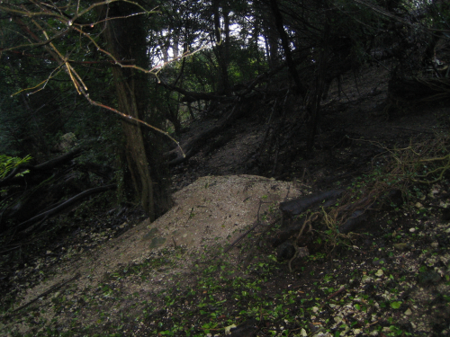 Badger setts in Surrey
