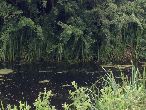 Coppermill Stream