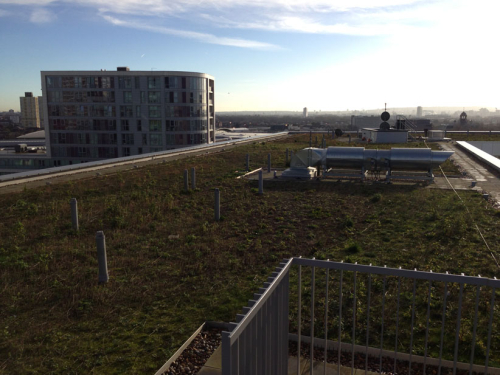 East London green roof