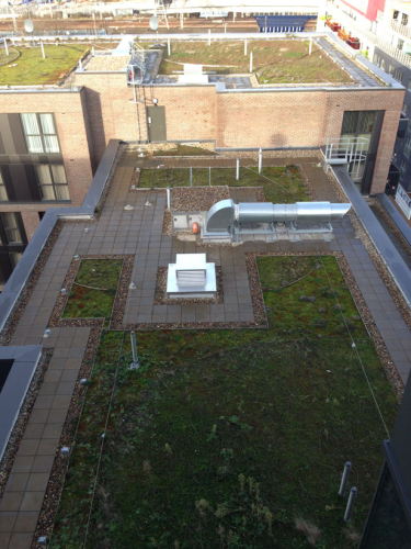 Green roof in East London
