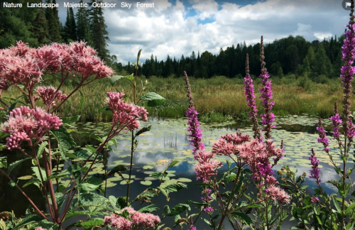 Pond Surveys
