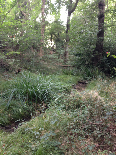 Woodland habitat managed for diversity