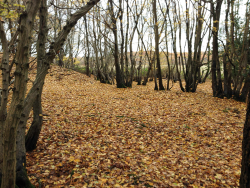 Woodland survey, Old Hamsey